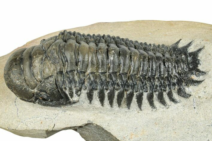 Detailed Crotalocephalina Trilobite - Atchana, Morocco #249769